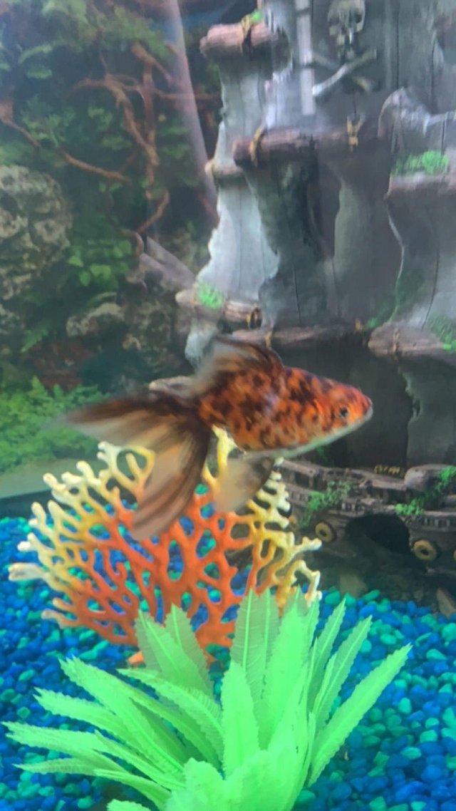 Preview of the first image of Oranda fish 7 fish ranging in size.