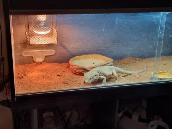 Image 1 of female bearded dragon 14month old freindly