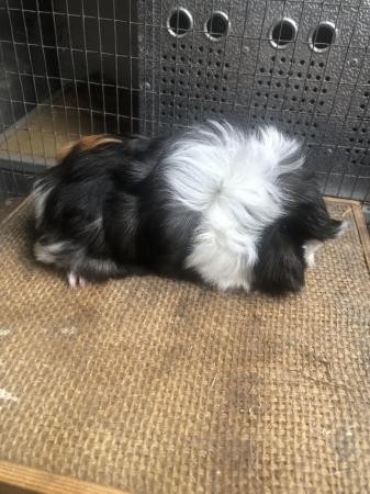 Image 5 of Funky longhaired Peruvian guinea pig girls