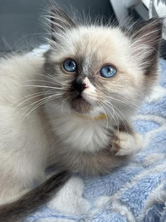 Image 7 of Seal mitted kitten girl ready now !!!!