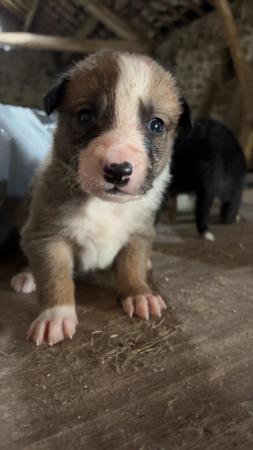 Image 2 of Border collie puppies :)