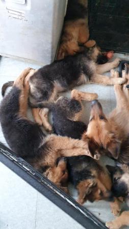 Image 2 of German Sheppard puppies