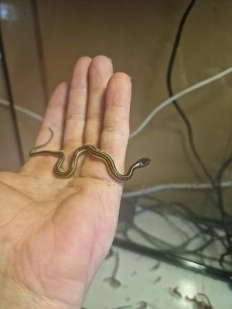 Image 7 of 5 week old californian red sided garter snakes