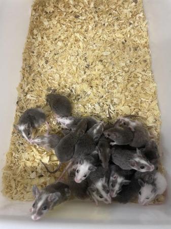 Image 4 of Young ASF rats (£5 EACH!!!)DEALS ON MULTIPLE