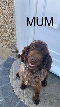 Image 3 of *REDUCED Price* Cocker Spaniels (3 Boys Left)