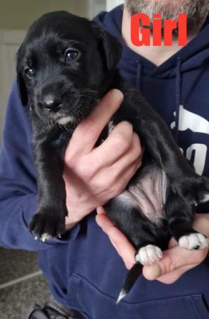 Image 4 of Black Lab x Collie-Lurcher Puppies, READY NOW