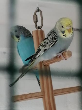 Image 11 of BABY BUDGIES for sale male and female £20each