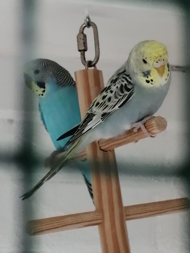Preview of the first image of BABY BUDGIES for sale male and female £20each.