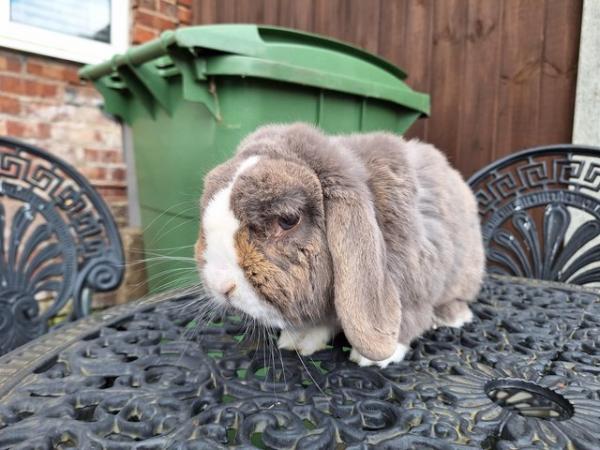 Image 2 of TWO PURE BRED MINI LOP RABBITS FOR SALE..