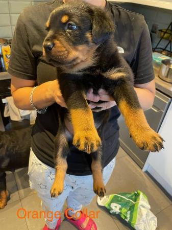 Image 14 of Rottweiler Puppies Ready to Leave Now