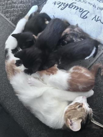 Image 9 of 2 beautiful mixed breed kittens ready to leave 23rd June