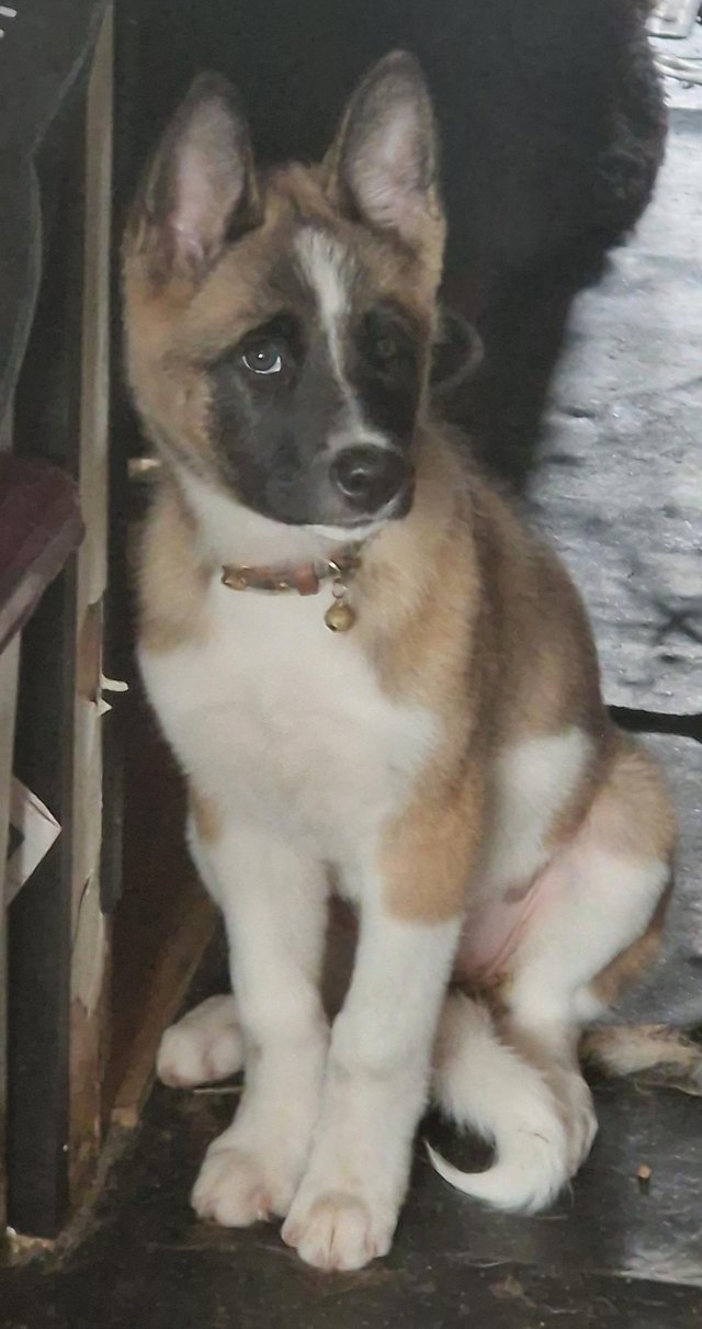 Preview of the first image of Pup / Puppie Beautiful Girl.