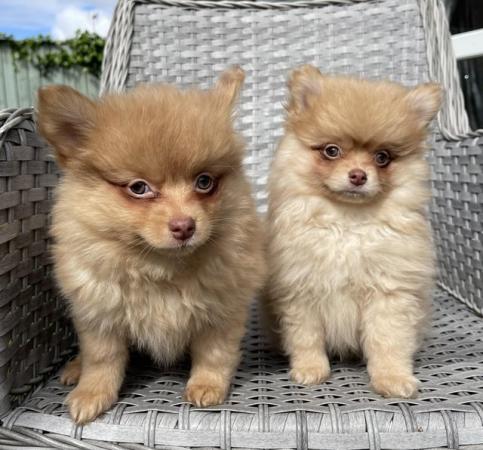 Image 9 of Pomeranian Puppies Ready now only 2  Boys