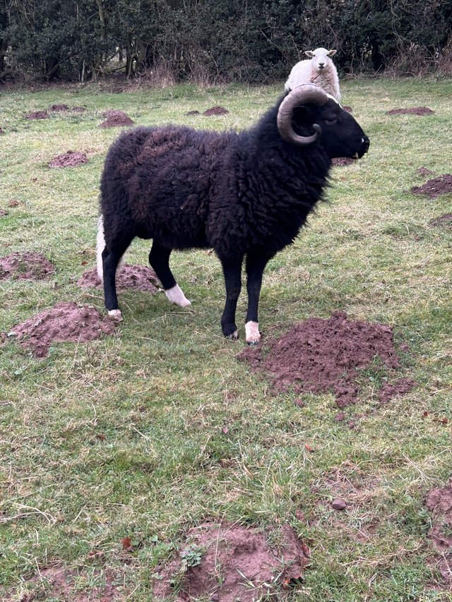 Preview of the first image of Black Welsh mountain balwen ram.