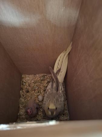 Image 5 of 12 week old handreared cockatiel