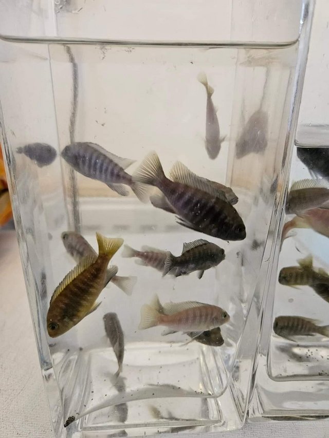 Preview of the first image of Cichlids for sale in stoke on trent.