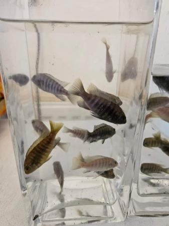 Image 1 of Cichlids for sale in stoke on trent