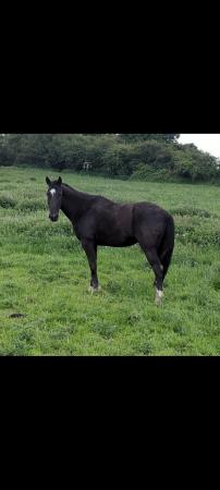 Image 4 of 15hh black 4 year old trotter gelding