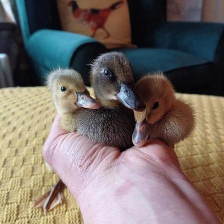 Image 19 of Gorgeous Indian Runner Ducklings