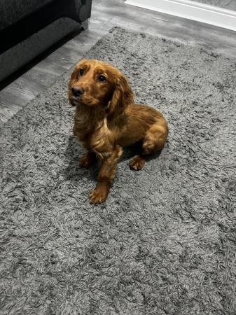 Image 3 of 9 Months old Working type Cocker Spaniel