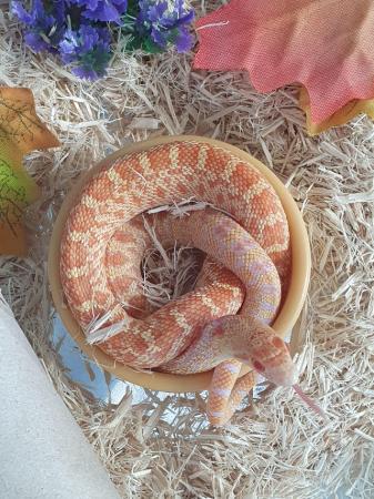 Image 2 of Albino Sonoran Gopher snake babies for sale