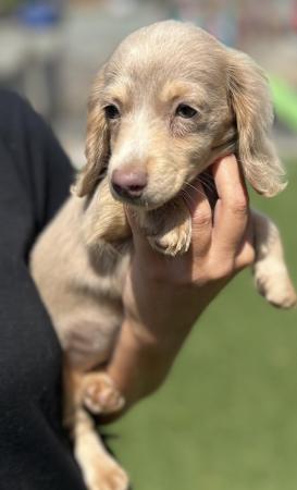 Image 15 of Female Isabella Long haired miniature dachshunds