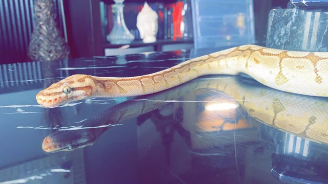 Preview of the first image of Ball Python- female bumblebee.
