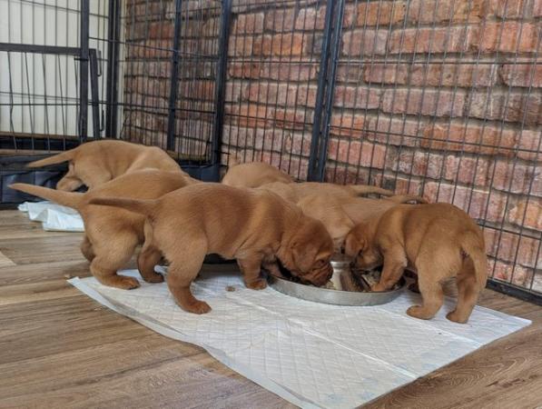 Image 1 of Ready for half chunky fox red labrador puppies ready end may