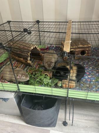 Image 2 of Teddy guinea pigs and cage