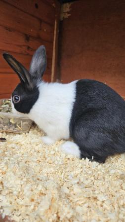 Image 4 of Pure bred female dutch rabbit