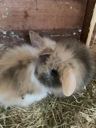 Image 1 of Quality double maned lion lop baby rabbits