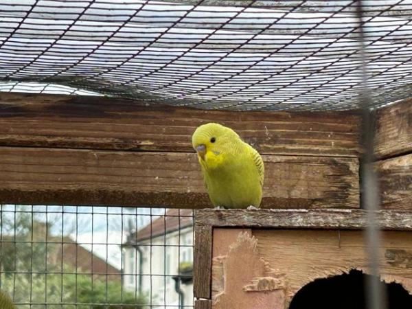 Image 16 of 6 baby budgies for sale various colours