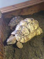 Image 3 of 2 healthy male leopard tortoise 18 and 8yrs old