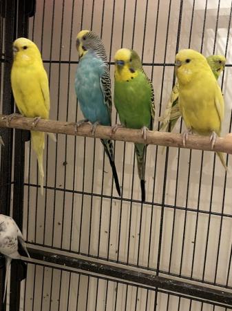 Image 11 of Young budgies for sale mixed colours