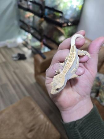 Image 4 of Stunning crested gecko babies and female adults