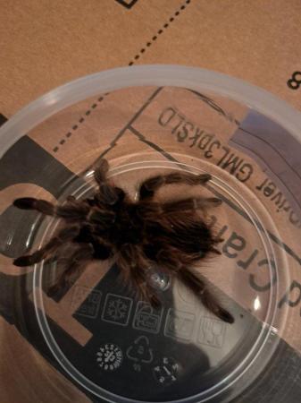 Image 9 of 6x tarantulas. Includes adult females and juvies