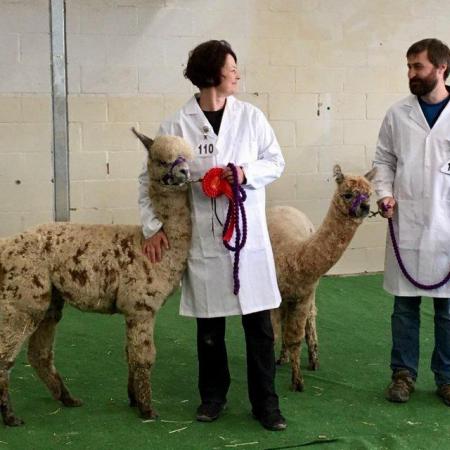Image 2 of Beautiful Quality Alpacas for Sale