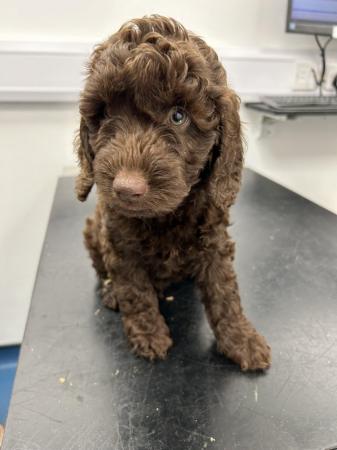 Image 11 of Cockapoo Puppies READY NOW
