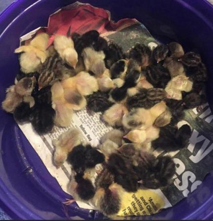 Image 24 of QUAIL HATCHING EGGS/4 BREEDS !