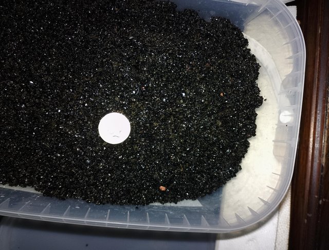 Preview of the first image of Black volcanic glass aquarium gravel.