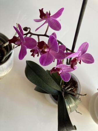 Image 3 of 3 smaller orchids for sale
