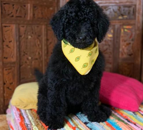 Image 5 of Standard Poodle Puppies ready now