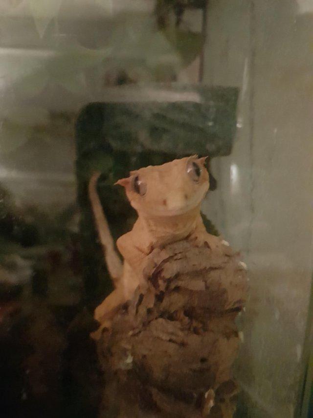 Preview of the first image of Crested gecko for sale, beautiful girl..