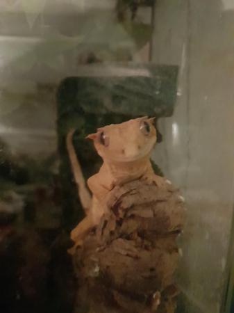 Image 1 of Crested gecko for sale, beautiful girl.