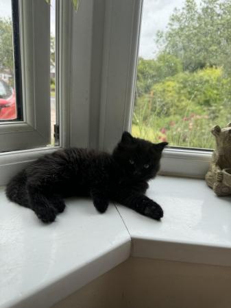 Image 5 of Two black, British shorthair X  kittens, ready now
