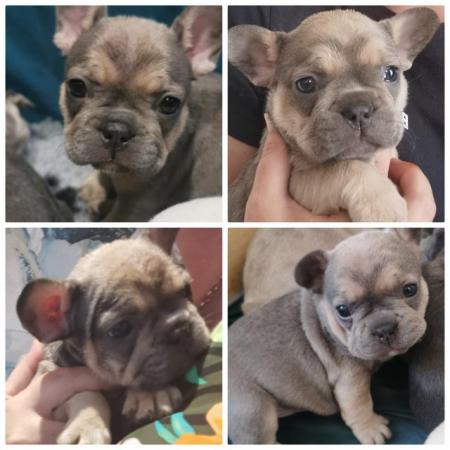 Image 15 of reduced qualityKc registered french bull dog puppies