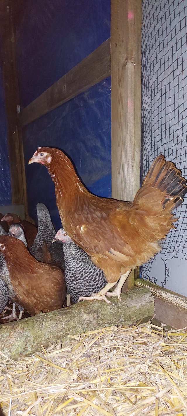 Preview of the first image of Point of Lay Blacktail Pullets For Sale.