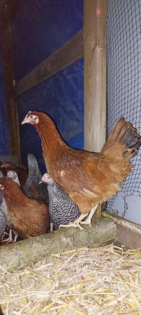 Image 1 of Point of Lay Blacktail Pullets For Sale
