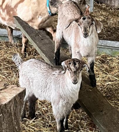 Image 12 of Mini Nubians! Females and male kids. Great smallholder goat