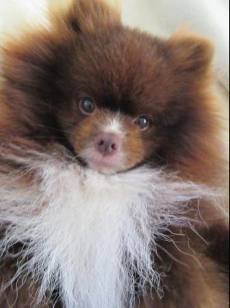 Image 13 of Pomeranian Lilac Chocolate Male looking for Forever Home